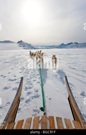 Dog sledding, E. Greenland Stock Photo