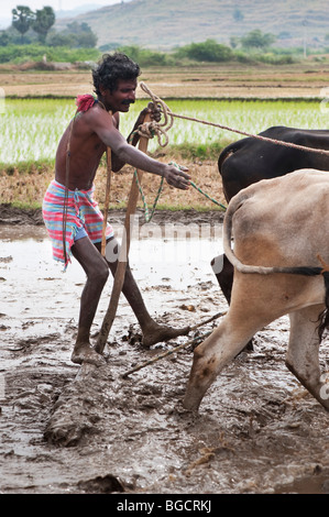 Indian farmer preparing and leveling a new rice paddy field using a level pulled by indian cows. Andhra Pradesh , India Stock Photo