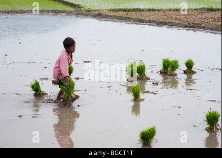 Indian boy placing out bundles of new rice plants in preparation for ...