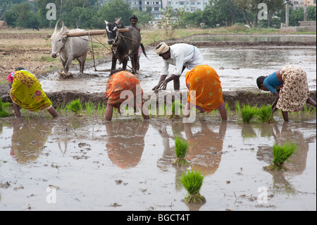 Indian women planting young rice plants in a paddy field in front of the farmer whose preparing the paddy. Andhra Pradesh, India Stock Photo