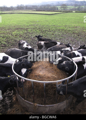 Cattle eating winter feed on a dairy farm in the U.K. Stock Photo