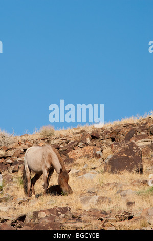 Wild Horse mare Equus ferus caballus Nevada Stock Photo