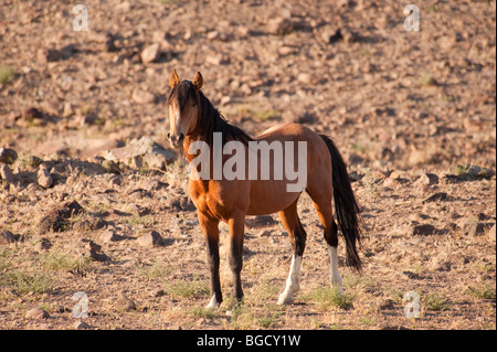 Wild Horse Equus ferus caballus Nevada Stock Photo