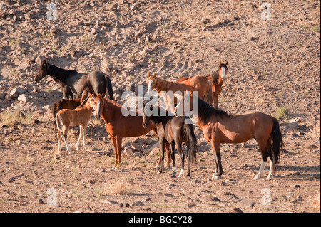 Wild Horses fighting Equus ferus caballus Nevada Stock Photo