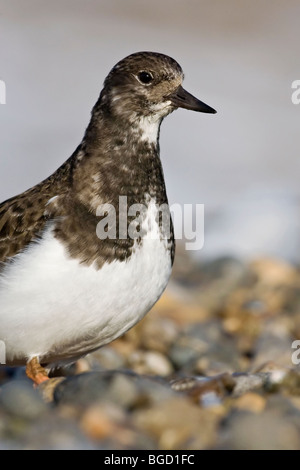 A close up study of an adult winter plumage Turnstone/ Ruddy Turnstone Stock Photo