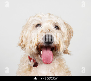 Wheaten Terrier Stock Photo
