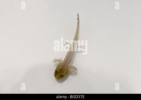 European Fire Salamander (Salamandra salamandra). Recently deposited, or born, tadpole or larva. Stock Photo