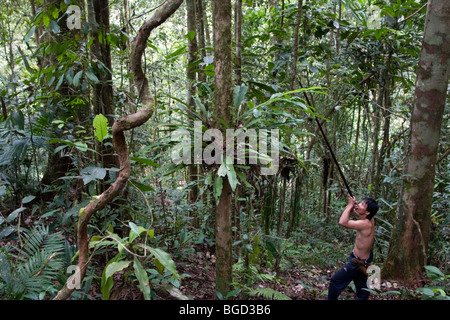 A Penan man hunting in the forest using blow pipe and spear and machete ...