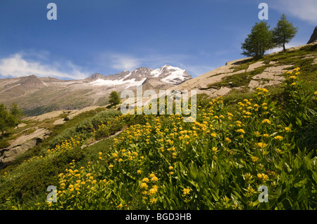 Spotted Gentian (Gentiana punctata), in the back Mt. Gran Paradiso, 4061m, Gran Paradiso National Park, Valle d'Aosta, Italy, E Stock Photo
