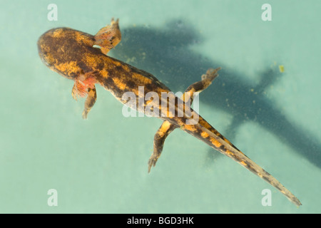 European Fire Salamander (Salamandra salamandra). Larvae or tadpole. Distribution of black and yellow markings becoming apparent Stock Photo