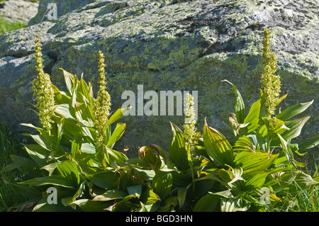 White False-helleborine (Veratrum album ssp. lobelianum), Oberaarsee, Bernese Alps, Canton Bern, Switzerland, Europe Stock Photo