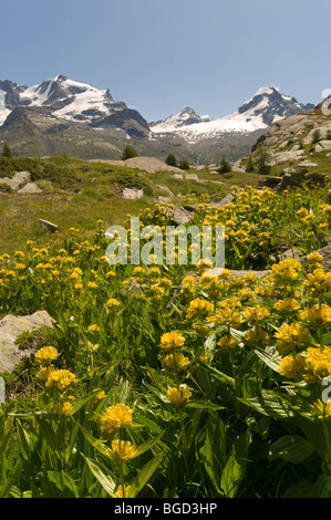 Spotted Gentian (Gentiana punctata), Gran Paradiso National Park, Valle d'Aosta, Italy, Europe Stock Photo