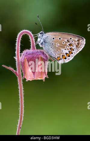 Common Blue butterfly (Polyommatus icarus), Schwaz, North Tyrol, Austria, Europe Stock Photo