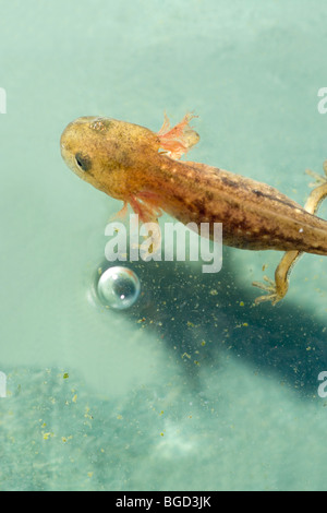 European Fire Salamander larva or tadpole (Salamandra salamandra). In water and showing external gills. Stock Photo
