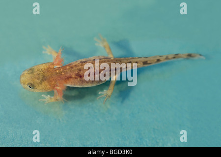 European Fire Salamander (Salamandra salamandra). Developmental stage of tadpole or larva. Stock Photo