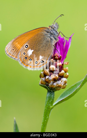 Large Heath or Common Ringlet (Coenonympha tullia) Luttensee, Mittenwald, Bavaria, Germany, Europe Stock Photo