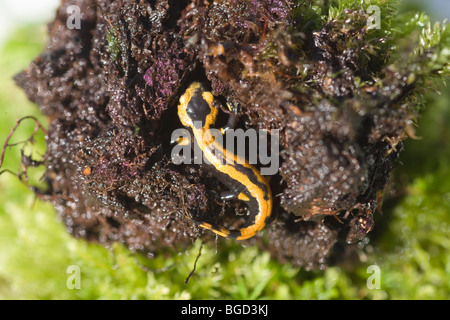 European Fire Salamander (Salamandra salamandra). Just metamorphosed young from aquatic tadpole or larvae. Stock Photo