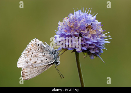 Short-tailed Blue (Everes argiades), Riedener Lake, Lech Valley, Ausserfern, Tyrol, Austria, Europe Stock Photo