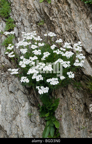 Musk Milfoil (Achillea erba-rotta ssp. Moschata), Lake Oberaar, Bernese Alps, canton of Bern, Switzerland, Europe Stock Photo