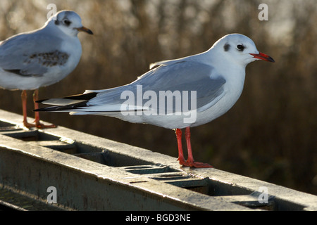 Black Headed Gull at Attenborough Nature Reserve, on bridge by Visitor Centre. Stock Photo