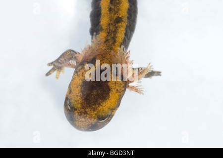 European Fire Salamander (Salamandrs salamandra). Larva or tadpole showing external gills for breathing in water. Stock Photo