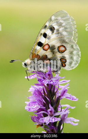 Apollo butterfly (Parnassius apollo), Gran Paradiso National Park, Valle d'Aosta, Italy, Europe Stock Photo