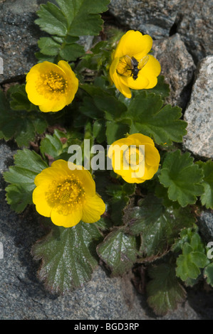 Mountain Buttercup (Ranunculus montanus), Gran Paradiso National Park, Valle d'Aosta, Italy, Europe Stock Photo