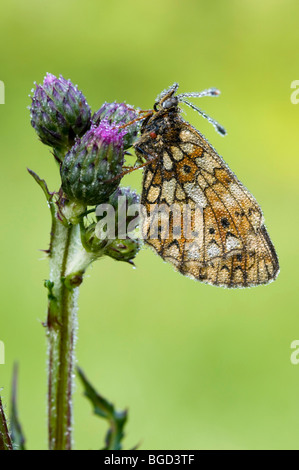 Small Pearl-bordered Fritillary (Boloria selene), Riedener Lake, Lech Valley, Tyrol, Austria, Europe Stock Photo