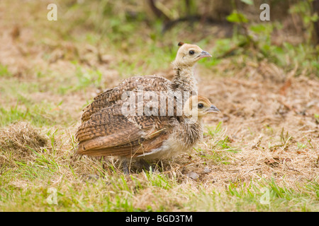 Common, Indian or Blue Peafowl (Pavo cristata). Peachicks; young, four weeks old. Stock Photo