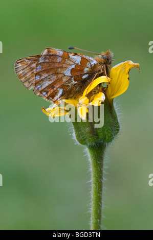 Small Pearl-bordered Fritillary (Boloria selene), Gran Paradiso National Park, Valle d'Aosta, Italy, Europe Stock Photo