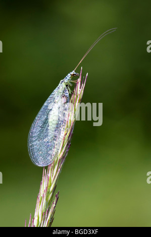 Green Lacewing (Chrysoperla carnea), Riedener Lake, Rieden, Lech Valley, Ausserfern, Tyrol, Austria, Europe Stock Photo