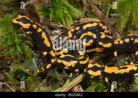 European Fire Salamanders (Salamandra salamandra). Recently metamorphosed young. Stock Photo