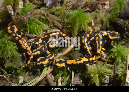 European Fire Salamanders (Salamandra salamandra). Young salamanders, just metamorphosed, now on land living a terrestrial life. Stock Photo