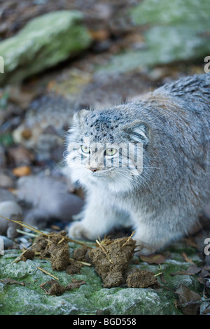 Pallas's Cat (Otocolobus manul or Felis manul). Central Asian steppes. China, Mongolia, Afghanistan, Soviet Union. Stock Photo