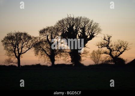 Oak Trees (Quercus robur) in silhouette, sunset. Trunks covered in Ivy (Hedera helix). Autumn, Norfolk. Stock Photo