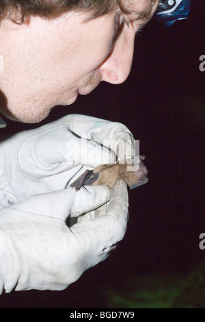 Noctule Bat (Nyctalus noctula). Researcher holding bat wearing gloves, gently blowing across fur looking for external parasites. Stock Photo