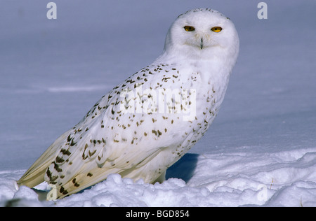 Great Snowy Owl Nyctea scandiacus North America