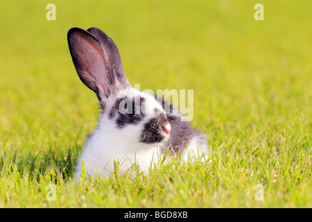 white - gray rabbit lying in a green meadow Stock Photo