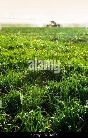 Oat crop being irrigated in Queensland Australia Stock Photo