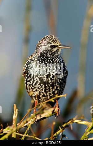 Starling (Sturnus vulagris) in winter plumage showing spots and iridescent feathers while perched in a garden bush Stock Photo