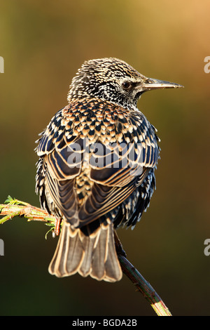 Rear view of a starling (Sturnus vulagris) in winter plumage showing spots while perched