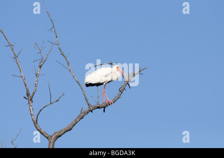 White Ibis (Eudocimus albus), Florida Stock Photo