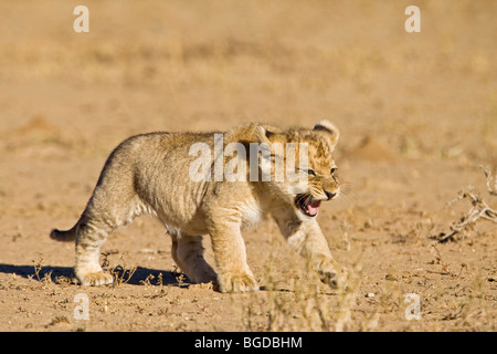 Lion pup, cub (Panthera leo), Kgalagadi Transfrontier National Park, Gemsbok National Park, South Africa, Botswana, Africa Stock Photo