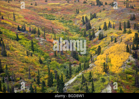 Sub alpine vegetation, leaves in fall colours, Indian summer, hillside on Kusawa Ridge, Kusawa Lake, Yukon Territory, Canada