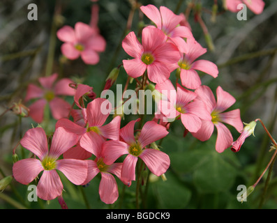 Oxalis semiloba, Oxalidaceae, Botswana, Ethiopia, Mozambique, South Africa, Tanzania, Zambia Stock Photo