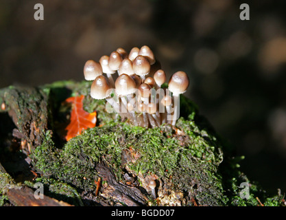 Clustered Bonnets, Mycena inclinata, Mycenaceae. Mushrooms and Toadstools, Fungi. Stock Photo