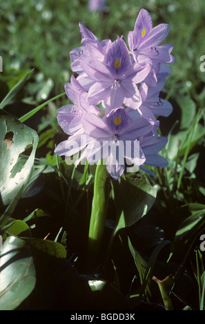 Water hyacinth (Eichhornia crassipes) plant flowering in a rice paddy Stock Photo