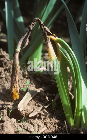Leaf scorch (Stagonospora curtisii) on daffodil (Narcissus sp.) plant Stock Photo
