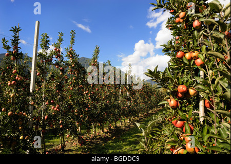 Apple growing in Bressanone, Trentino, South Tyrol, Italy, Europe Stock Photo