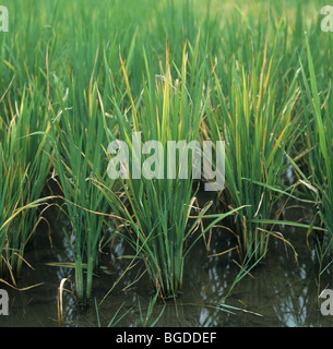 Rice plants infected by tungro virus showing discolouration caused by the disease Stock Photo